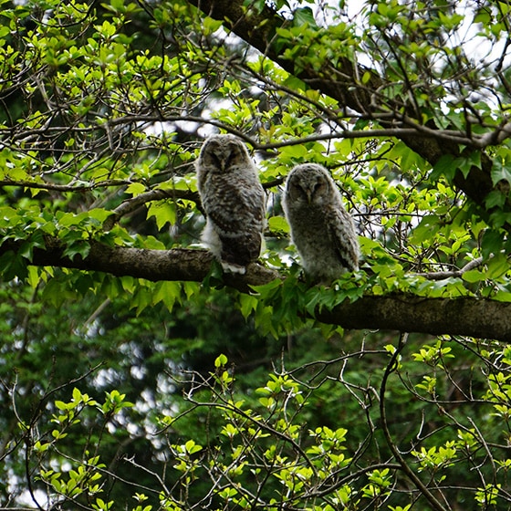 An image of two owls in the forest.