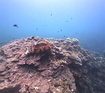 Image of underwater coral being photographed by an underwater 3D sensing system.