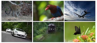 Example images of a leopard, bird, airplane, car, train and butterfly