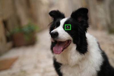 Example image showing subject type (dog) recognisable by the camera’s AI