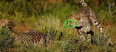 Image of two cheetahs with an AF frame superimposed over part of the face of one of the animals