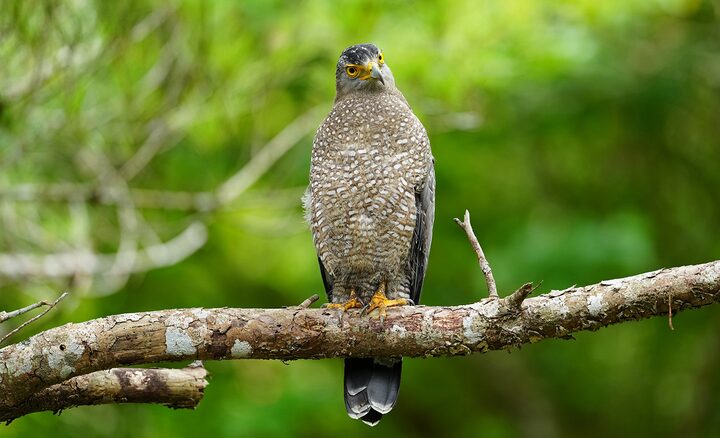 Example image ofa bird on a tree branch