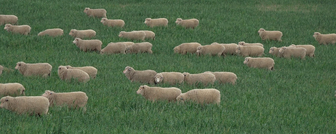 Standard Quality Image of Sheep