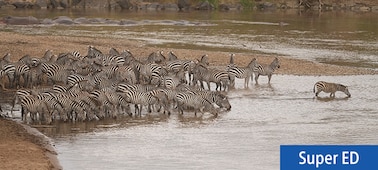 Example image of herd of zebras at the water's edge