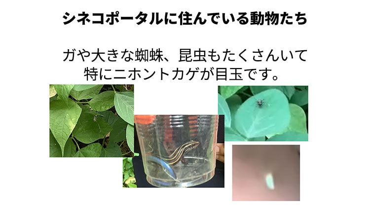 間門小学校 シネコポータルに済んでいる動物たち ガや大きな蜘蛛、昆虫もたくさんいて特にニホントカゲが目玉です。