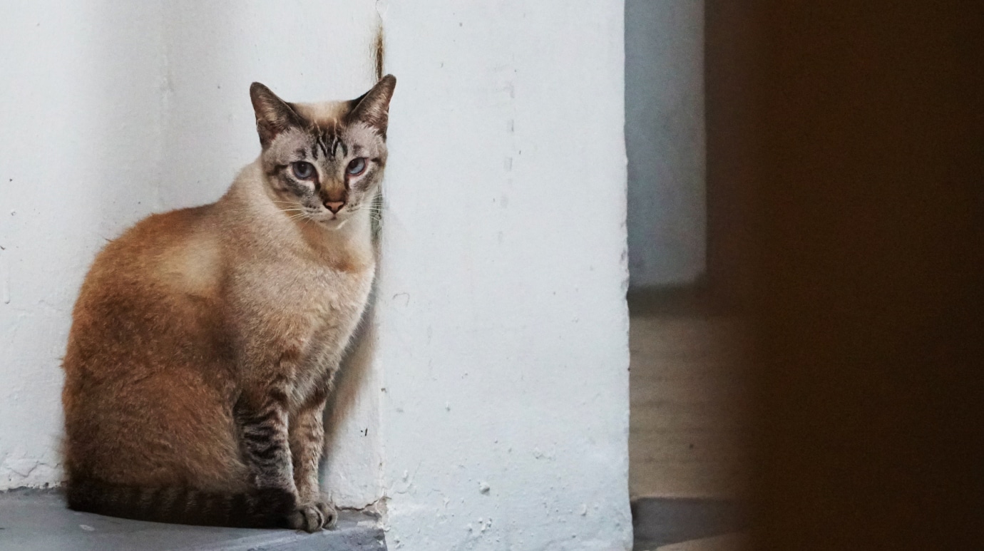 仲良しの近所の猫、ダイアナの写真